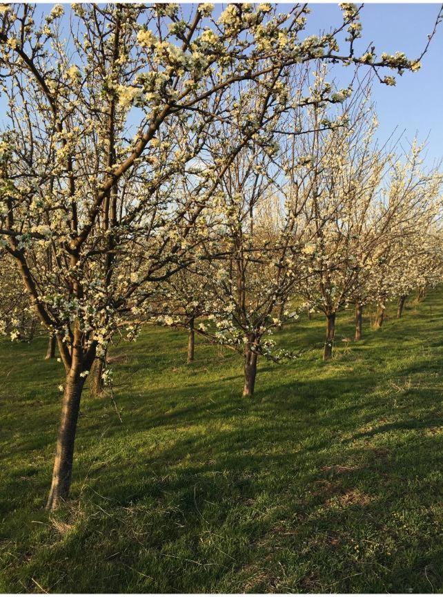 Вилла Caravans Park & Glamping Tents In The Vineyard Турда Экстерьер фото