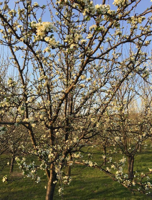 Вилла Caravans Park & Glamping Tents In The Vineyard Турда Экстерьер фото